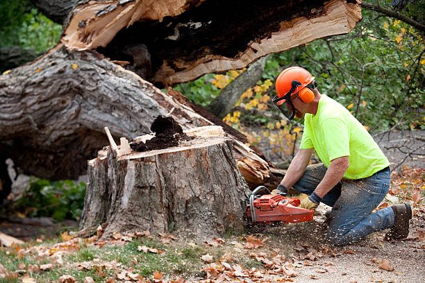 Best Tree Trimming Near Me  in Escobares, TX